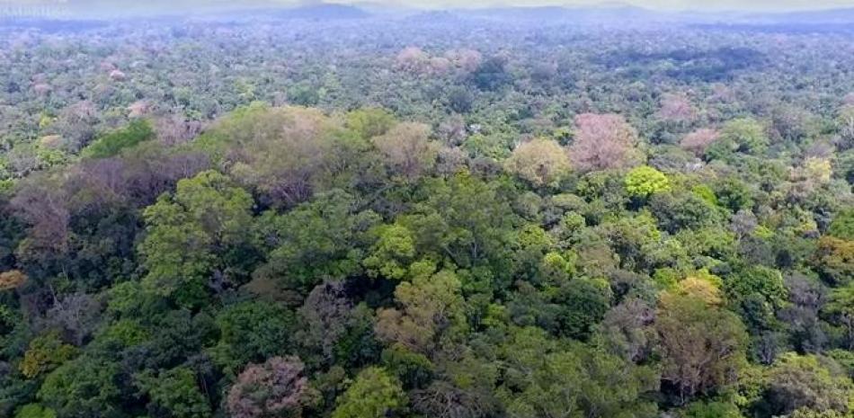 El árbol podría almacenar tanto carbono como una hectárea entera de selva tropical en otras partes del Amazonas. UNIVERSIDAD DE CAMBRIDGE