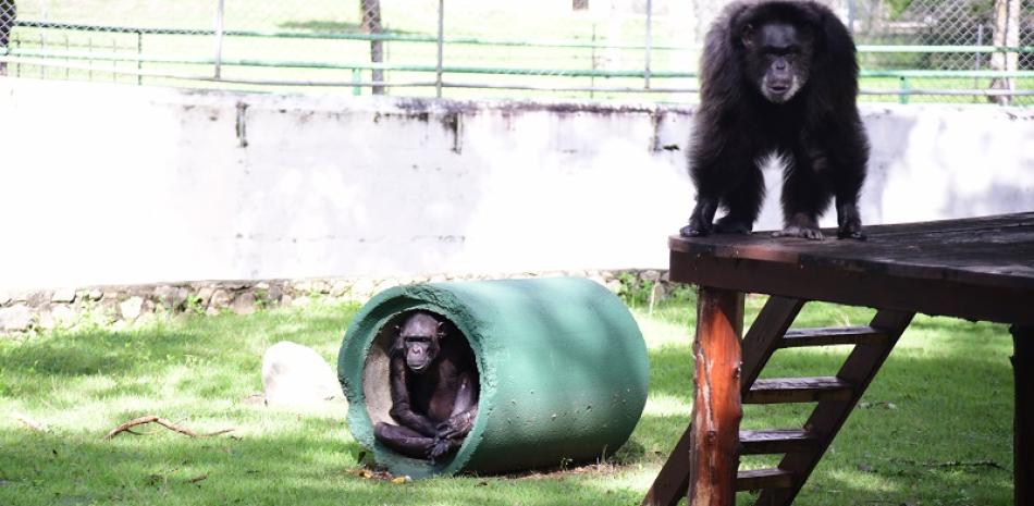 Linda y María, los chimpancés del Zoológico. / Fotos: Víctor Ramírez