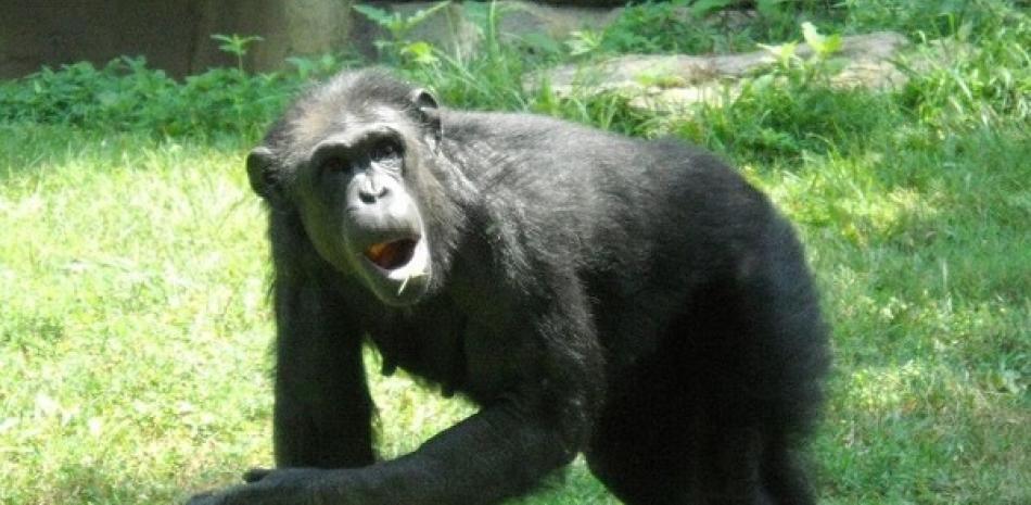 Los chimpancés también se dejan llevar por el ritmo de la música - PUBLICDOMAINPICTURES.NET