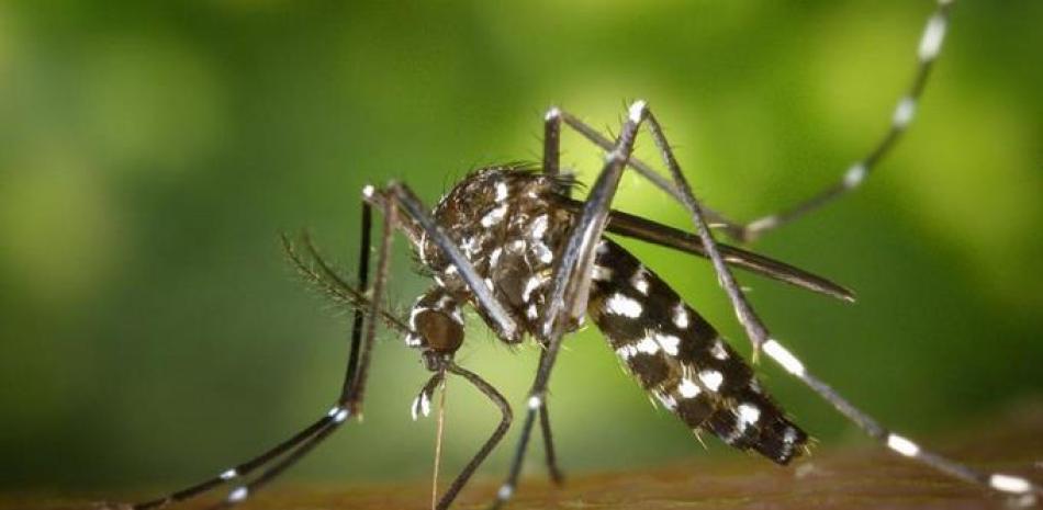 El dengue es producido por el mosquito Aedes aegypti