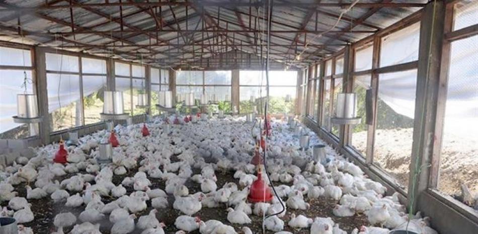 Producción de pollos en la región del Cibao se ha visto afectada por la enfermdad de Newcastle. / Listín