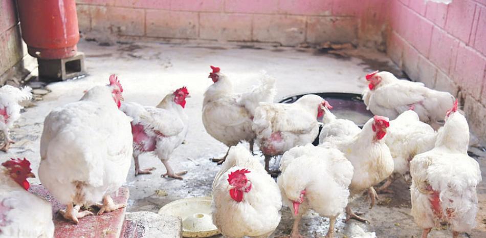 Pollos de la distribuidora “La Placita” en el Mercado de Los Mina. JOSÉ A. MALDONADO/LD