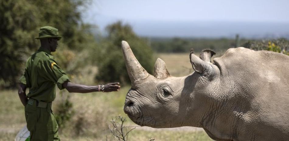 En la foto de archivo del 23 de agosto de 2019, un agente forestal acaricia a la rinoceronte blanca norteña Najin, una de las dos últimas ejemplares de esta especie en el mundo, en la reserva Ol Pejeta, Kenia. Investigadores dijeron el miércoles 15 de enero de 2020 que han creado un nuevo embrión de la especie, apenas el tercero, con óvulos de las hembras inseminados con esperma de machos muertos. Es parte de una campaña global para preservar la especie. (AP Foto/Ben Curtis, File)