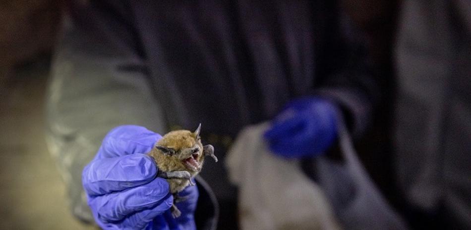 Un gran murciélago moreno recogido por investigadores en una cueva cerca de Ely, Nevada, el 5 de noviembre de 2018. (Kim Raff/The New York Times)