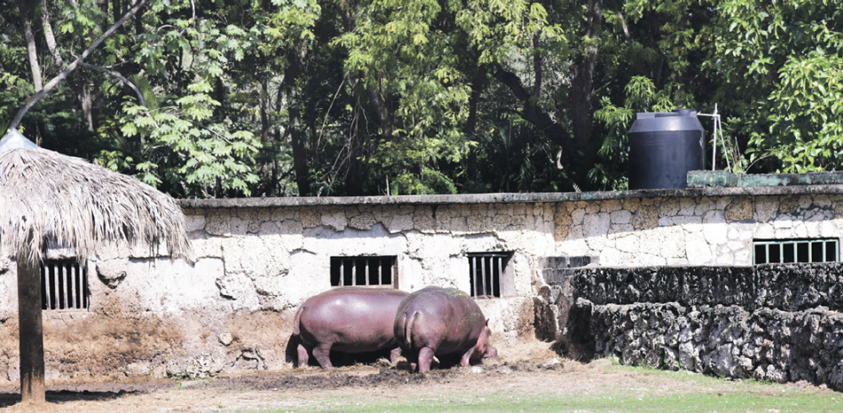 Hipopótamos, residentes del Parque Zoológico Nacional. VÍCTOR RAMÍREZ
