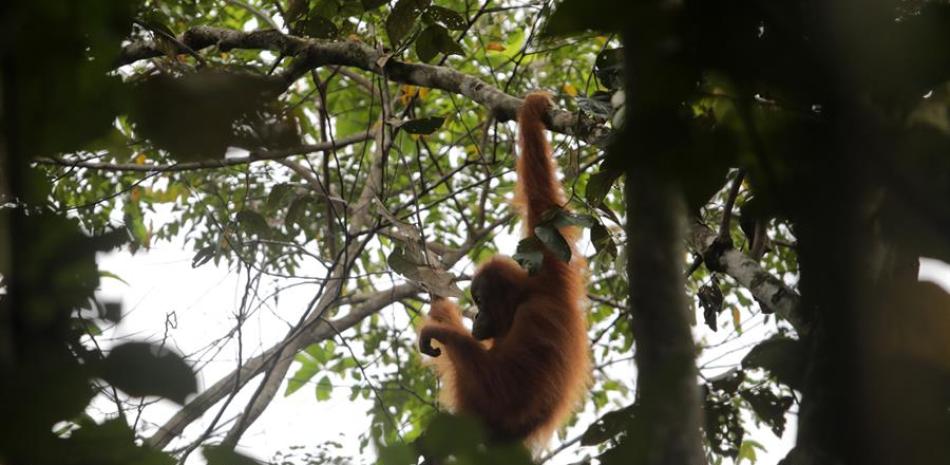 Orangután se mueven entre las ramas de un árbol. / EFE