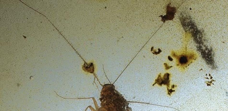 Las cucarachas pueden haberse alimentado con guano de dinosaurio de la misma manera que muchas cucarachas modernas se alimentan de excrementos dejados por pájaros y murciélagos. © Hemen Sendi Et Al./Gondwana Research