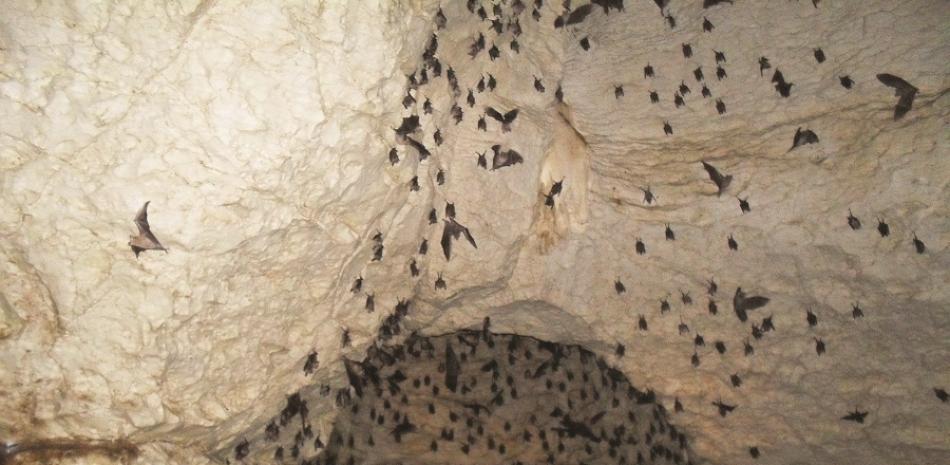 Murciélagos en la Cueva del Pomier.