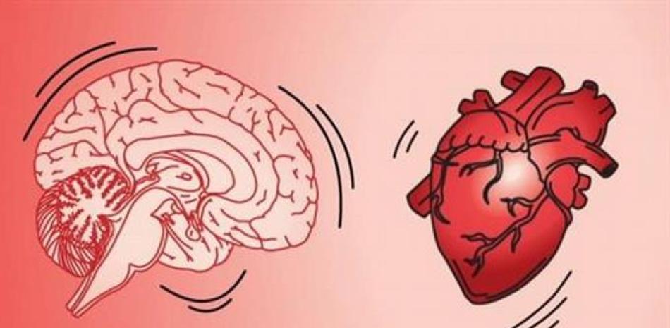 El cerebro se sacude cuando el corazón late. Foto: mosher et al./cell reports. Archivo