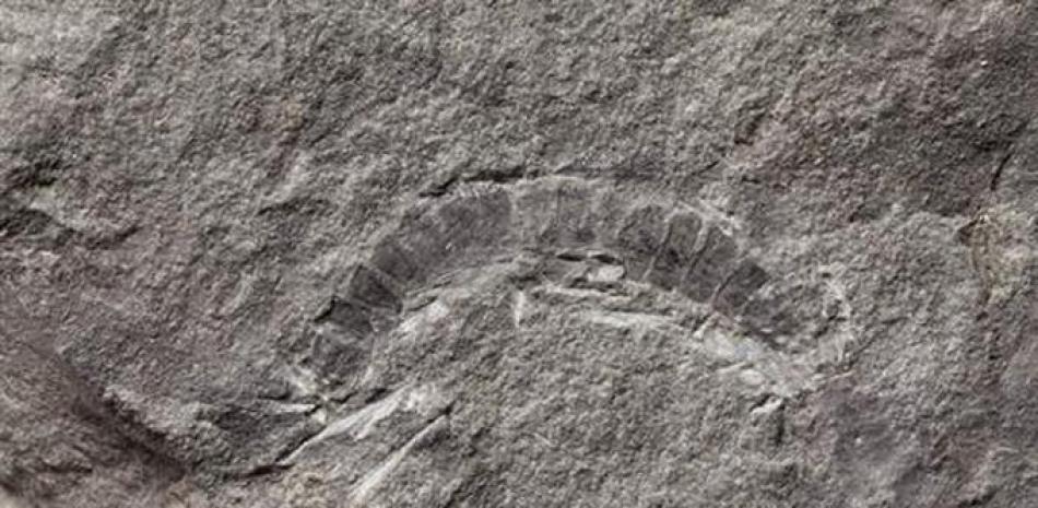 Fósil del Kampecaris obanensis, el más antiguo de un insecto.  © British Geological Survey
