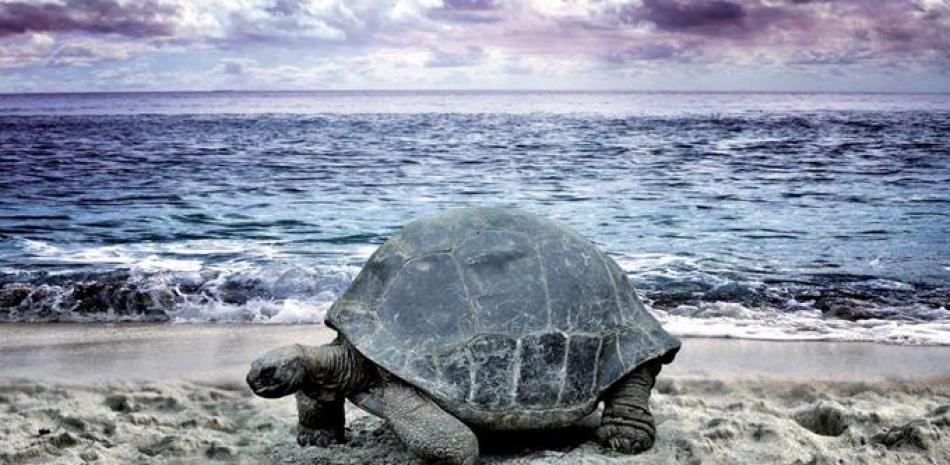 Tortugas gigantes, iguanas, leones marinos y aves exóticas habitan en el famoso archipiélago. CORTESÍA DE SILVERSEA