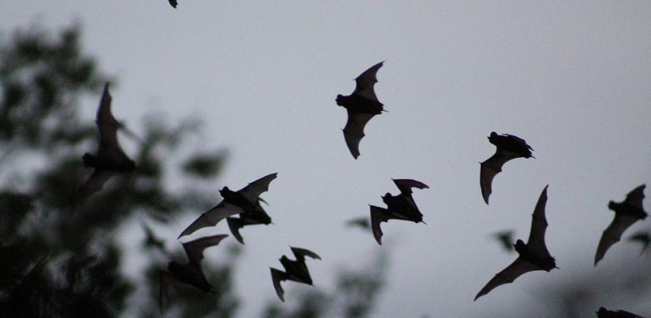 Fotografía muestra una especie de murciélago polinizador del agave. EFE.