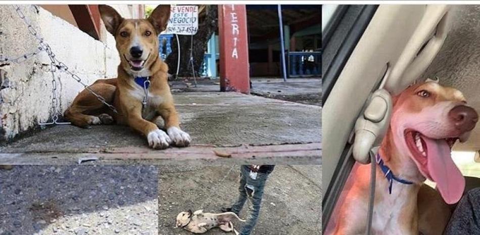 “No hay parte del país que vayas y no encuentres perros y gatos muertos en cualquier lado”, denuncia ©MapeRD