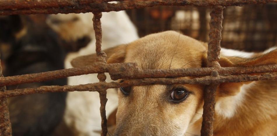 Unos perros están enjaulados en un matadero de la localidad de Chi Meakh, en Camboya, el miércoles 5 de agosto de 2020. (AP Foto/Heng Sinith)
