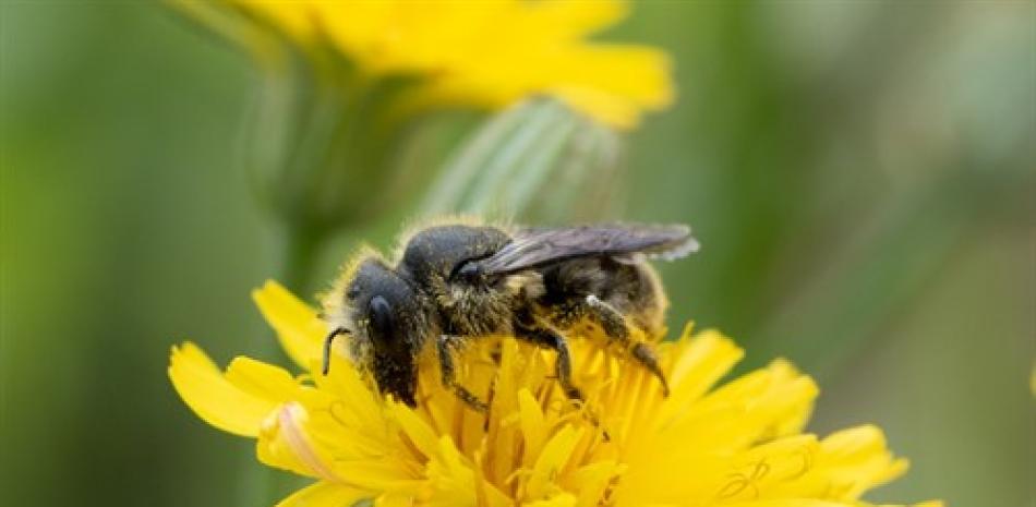 Imagen de una abeja durante la polinización. Europa Presss