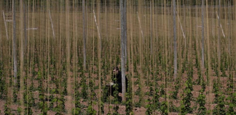 En esta imagen de archivo, tomada el 5 de mayo de 2020, un temporero amarra la planta del lúpulo a varas, en Stocks Farm, Suckley, Worcestershire. (AP Foto/Kirsty Wigglesworth, archivo)
