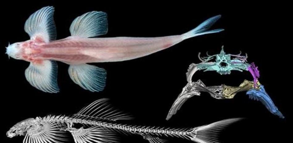 Brooke Flammang, la investigadora principal principal del estudio, publicó por primera vez un análisis de la forma pélvica del pez ángel de las cavernas en 2016.  FLORIDA MUSEUM / ZACHARY S. RANDALL