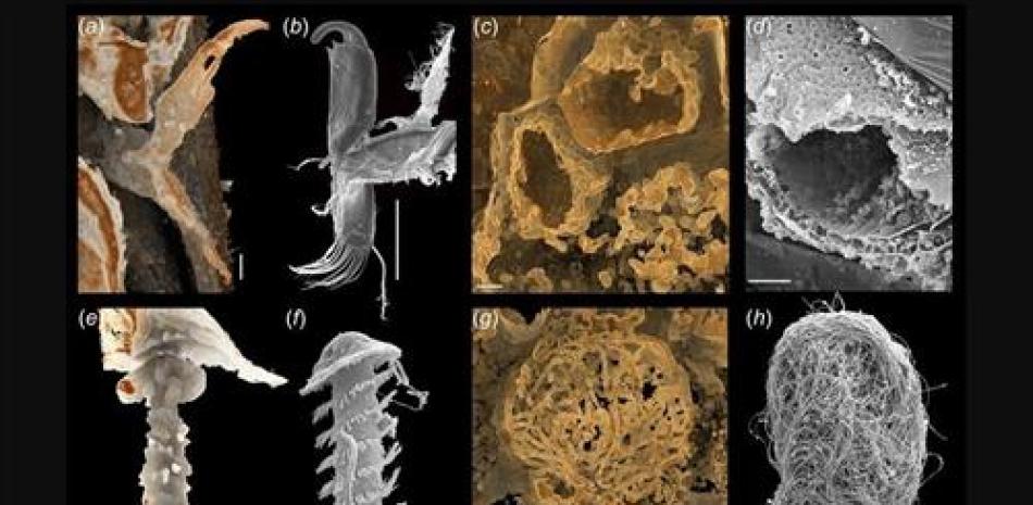 La imagen combinada muestra la comparación de los órganos reproductores sexuales de fósiles de ostrácodos antiguos (1ª y 3ª fila) y muestras de sus formas modernas (2ª y 4ª fila).  © Nanjing Institute Of Geology And Palaeontology