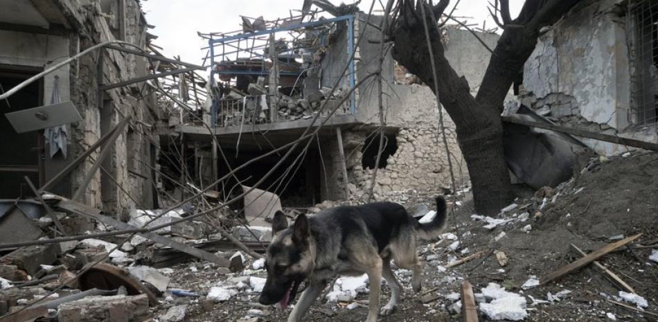 Un perro camina en el patio de una casa destruida por proyectiles de la artillería de Azerbaiyán en su guerra contra Armenia, el viernes 9 de octubre de 2020 en Stepanakert, en la región separatista de Nagorno-Karabaj. (AP Foto)