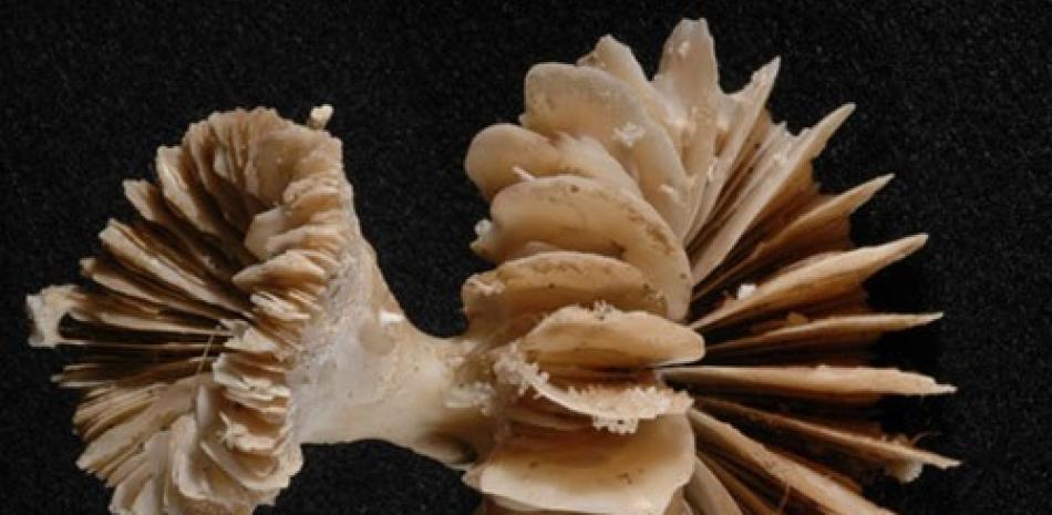 Corales de mar profundo - DANN BLACKWOOD, USGS