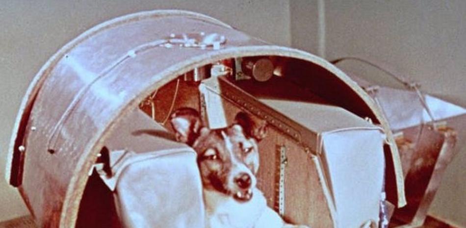 La perra Laika, antes del lanzamiento en el Sputnik 2. NASA