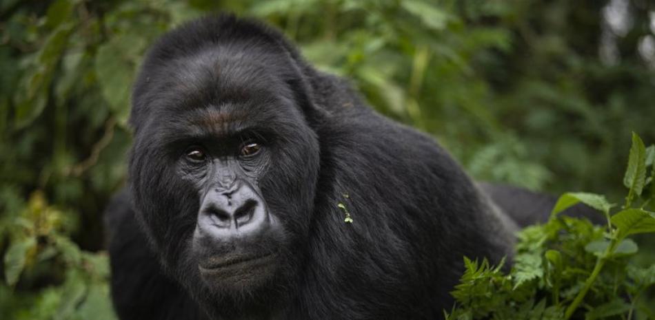 Gorila de montaña llamado Segasira fotografiado en el Parque Nacionel de Volcanes de Ruanda el 2 de sesptiembre del 2019. (AP Photo/Felipe Dana, File)