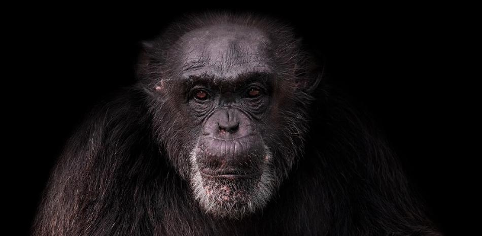 "María", chimpancé del Parque Zoológico Nacional (Zoodom).

Foto: Zoodom