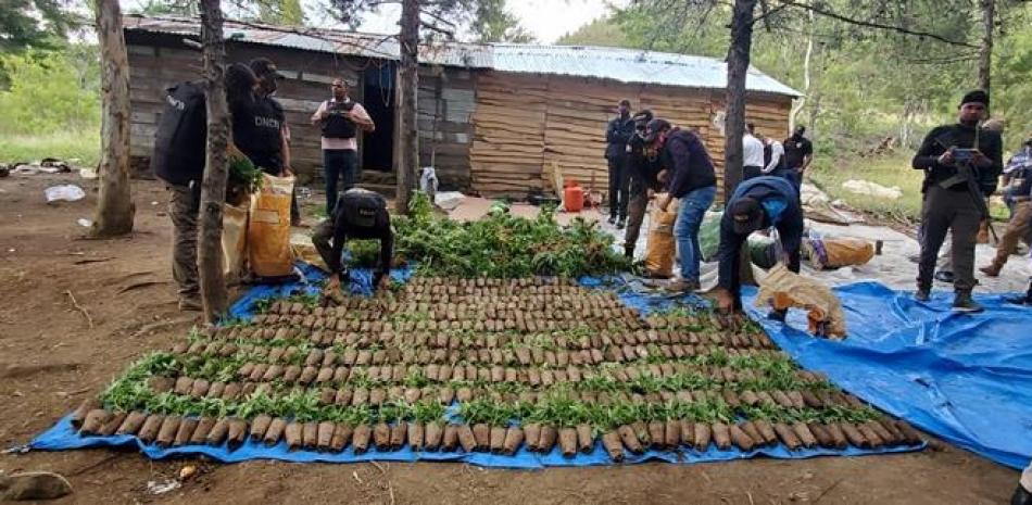 Los agentes antinarcóticos con plantaciones de Marihuana encontradas  en Constanza. 

Fotos: DNCD