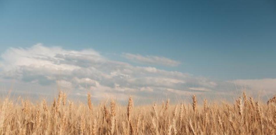 Campos de trigo. | Foto de archivo