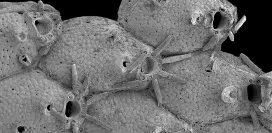 Un briozoo llamado Microporella funbio fue descubierto en un volcán de lodo submarino frente a la costa española. ATLAS PROJECT
