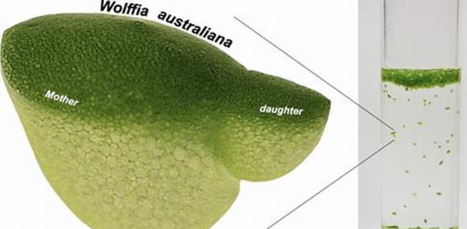 La diminuta planta acuática Wolffia, también conocida como lenteja de agua, es la planta de crecimiento más rápido conocida. - SOWJANYA SREE/PHILOMENA CHU