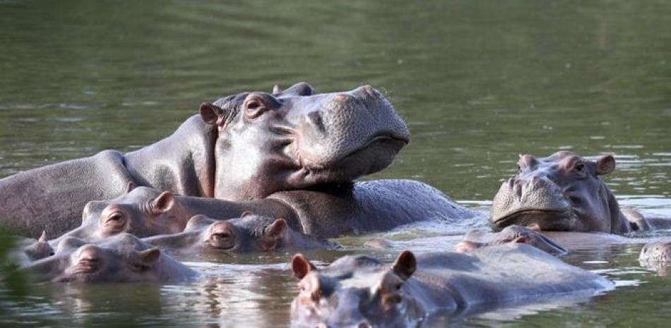 Hipopótamos flotando en una laguna de la Hacienda Nápoles, donde Pablo Escobar supo tener un verdadero zoológico con animales exóticos, hoy convertida en un parque temático. Foto del 4 de febrero del 2021. (AP Photo/Fernando Vergara).