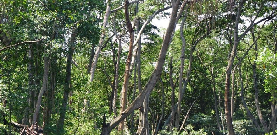 Manglares en la laguna Gri-grí (Río San Juan, provincia María Trinidad Sánchez). Estos ecosistemas pueden atrapar de dos a cuatro veces más CO2 que los ecosistemas forestales terrestres. ©Istock/LD