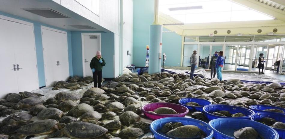 Miles de tortugas marinas que sufrieron aturdimiento por el frío se recuperan en un centro de convenciones de South Padre Island, en Texas. (Miguel Roberts/The Brownsville Herald vía AP)