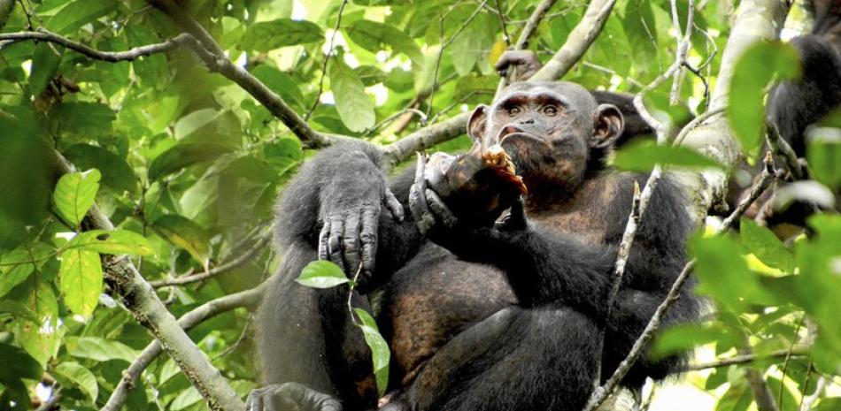 En esta foto distribuida por el Instituto Max Planck, un chimpancé salvaje come una tortuga después de quebrar el caparazón contra un árbol, en el Parque Nacional Loango de Gabón.

Foto: Erwan Theleste/Instituto Max Planck/ AP