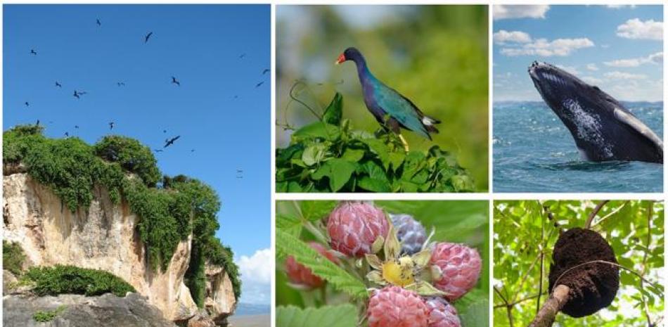 La diversidad biológica de La Española es una de las más importantes del Caribe.