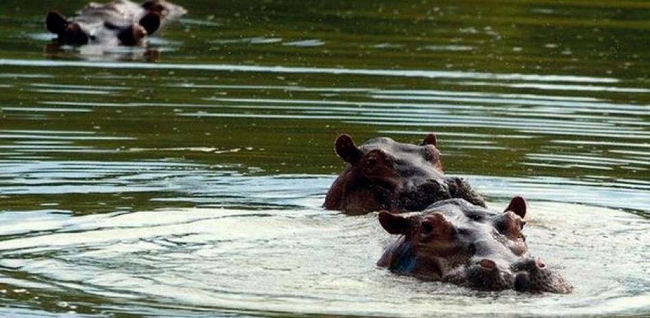 Tres de los hipopótamos que compró Escobar para su Hacienda Nápoles.