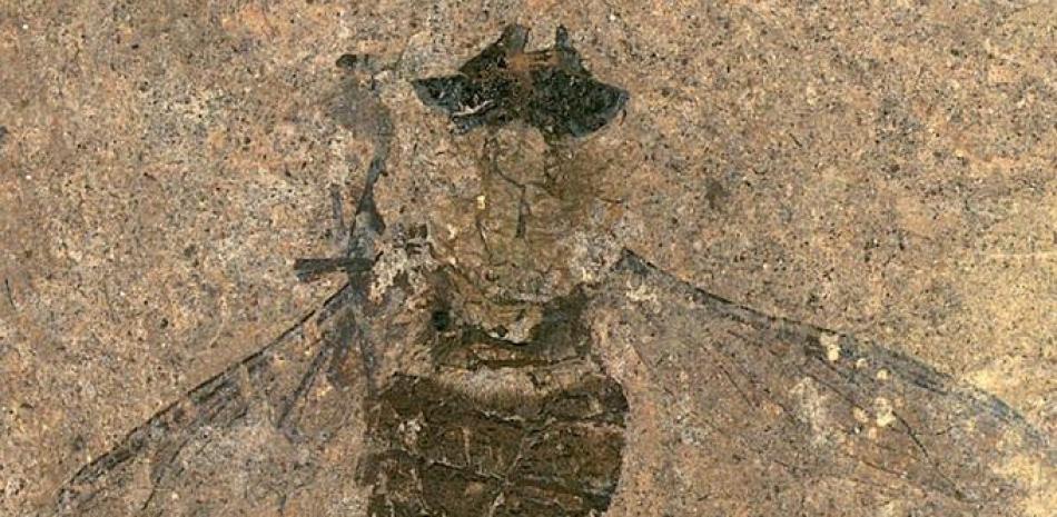 Mosca fósil, Hirmoneura messelense del antiguo lago Messel - ©SENCKENBERG
