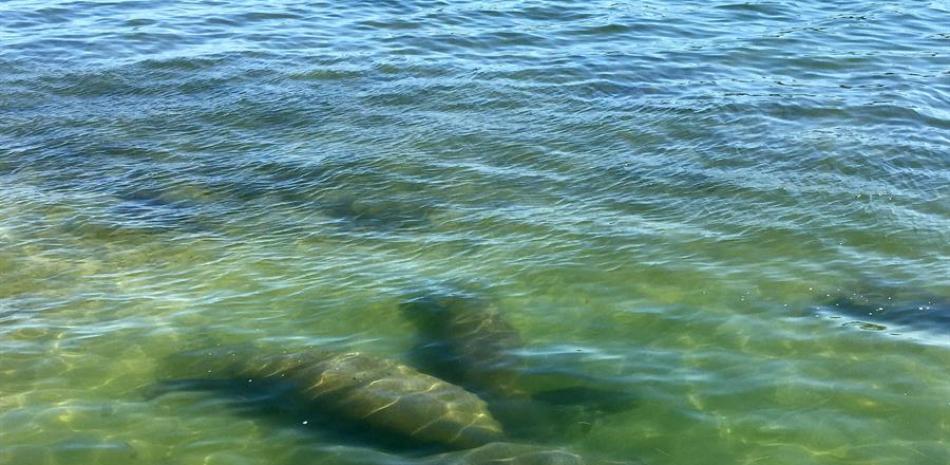 Fotografía sin fecha donde aparecen unos manatíes nadando en las orillas de la bahía de Miami, Florida (EE.UU.).  EFE/Ana Mengotti