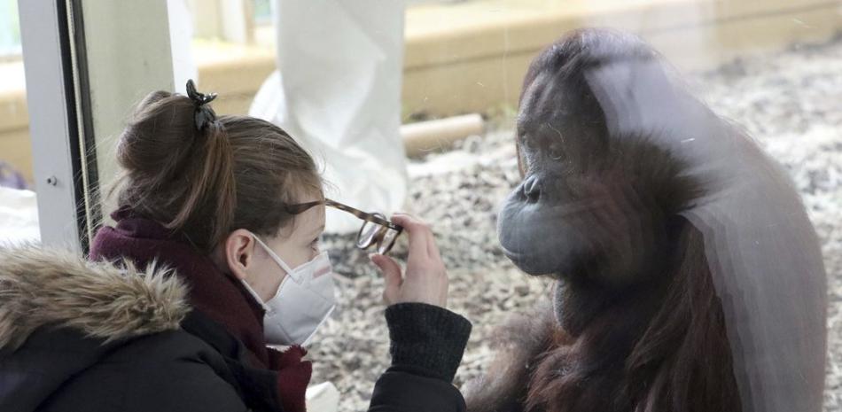 Una visitante observa a través de un cristal a un orangután en el Zoológico Schoenbrunn de Viena. Se comprobó que los animales, sobre todo los simios, pueden contraer el coronavirus, transmitido por el hombre. (AP Photo/Ronald Zak, File)