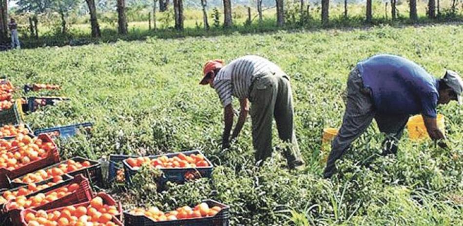 La producción de tomates sostiene a miles de trabajadores del campo y se convierte en la materia prima para productos de exportación.