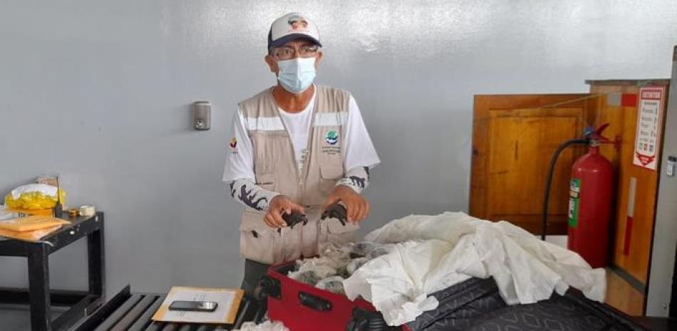 Autoridades ecuatorianas detectan 185 tortugas neonatos en una maleta que se trasladaba al Ecuador continental. Foto: Ministerio del Ambiente y Agua de Ecuador