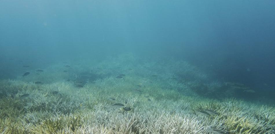 Esta fotografía del 2017 proporcionada por la Oficina Nacional de Administración Oceánica y Atmosférica de Estados Unidos (NOAA por sus siglas en inglés) muestra un coral blanqueado en Guam.

Foto: David Burdick/NOAA/AP