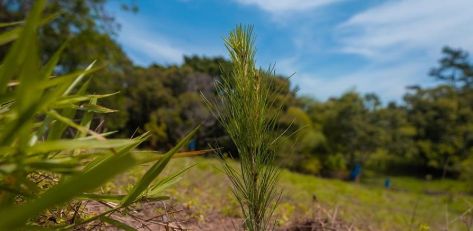En esta primera jornada de reforestación del 2021 se sembraron las variedades pino caribaea y occidentalis, mara, gabirma y guázara.