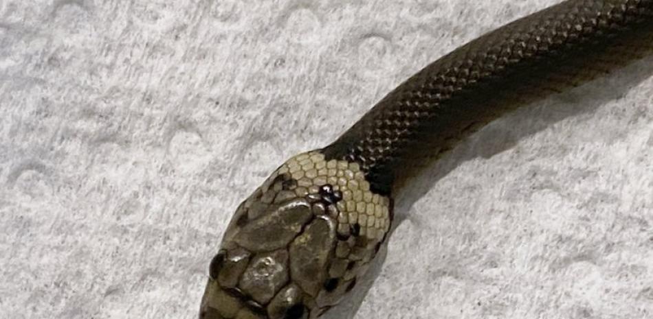 En esta foto proporcionada por el Servicio de Información, Rescate y Educación de Vida Silvestre (WIRES), una serpiente de cabeza pálida es fotografiada en Sydney, el jueves 15 de abril de 2021 (Gary Pattinson / WIRES vía AP)