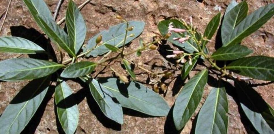 Planta de quinina. Antropocene