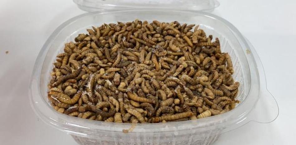 Los gusanos de la harina pueden ser consumidos en seco como aperitivo o como ingrediente de una serie de alimentos en forma de polvo, como productos proteicos, galletas o productos de pasta. UGR - Archivo
