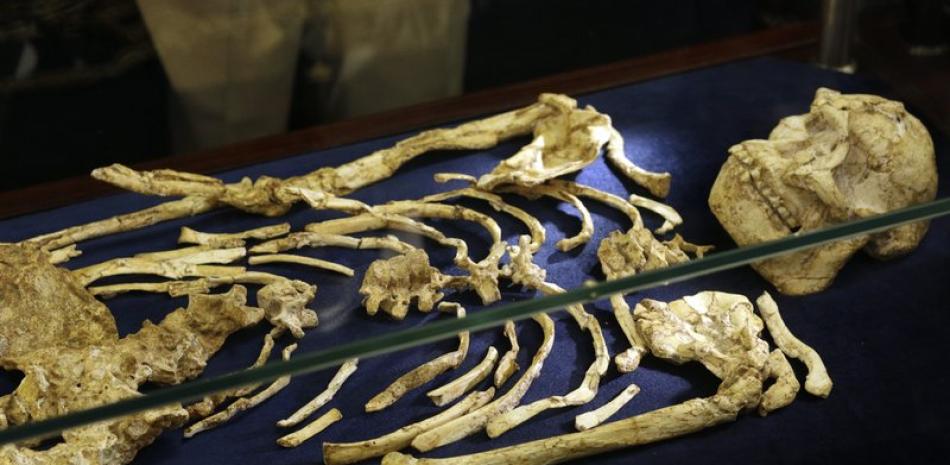Un esqueleto fosilizado de Australopithecus es mostrado en la Universidad de Witwatersrand en Johannesburgo, Sudáfrica, el miércoles 6 de diciembre del 2017.

Foto: AP/Themba Hadebe