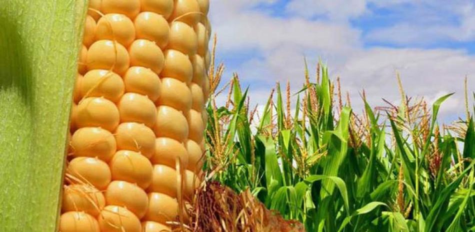 El Bushel de maíz (unidad de medida en el mercado de granos, que equivale a una fanega) valía ayer US$732, mientras que en e caso del trigo llegó a US$761, según reportes de precios de Bloomberg. FUENTE EXTERNA