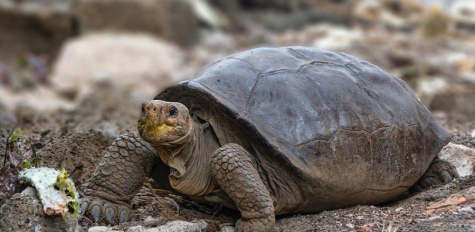 Chelonoidis phantasticus. La tortuga gigante fue hallada en la isla Fernandina, en Galápagos. / Foto: Twitter